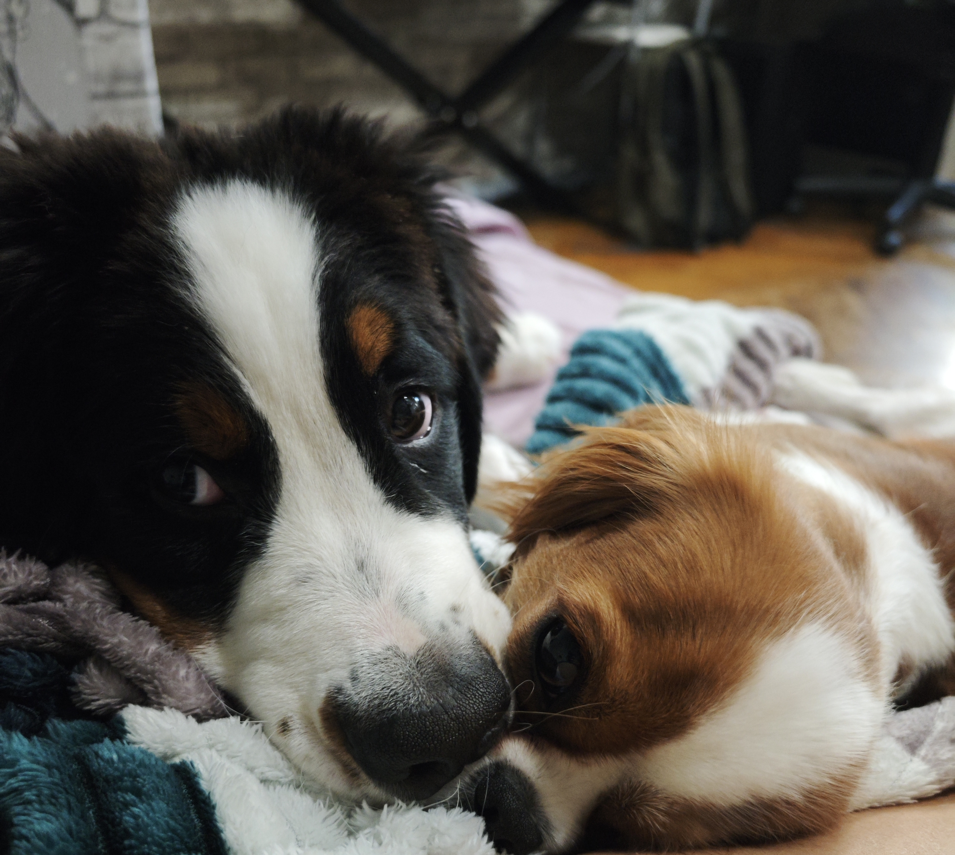 Бри и Орсон вместе дома